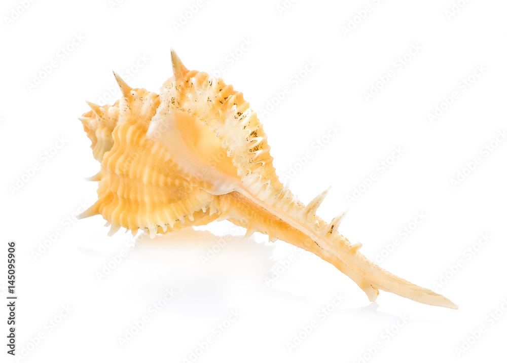 sea shell isolated on white background sea shell isolated on white background