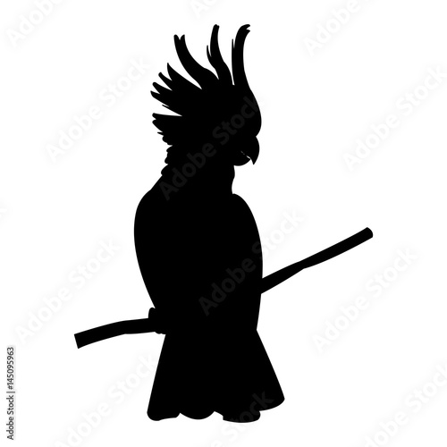 cockatoo tropical bird icon image vector illustration design  black silhouette