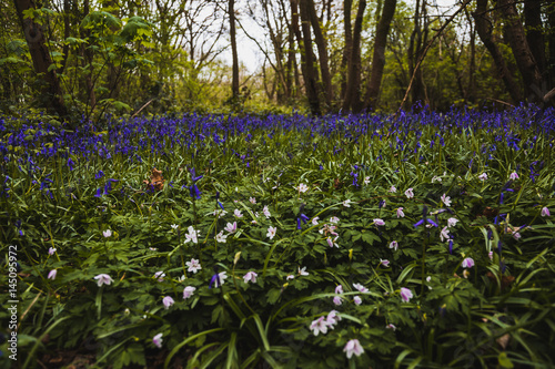 Bluebell in the woods 