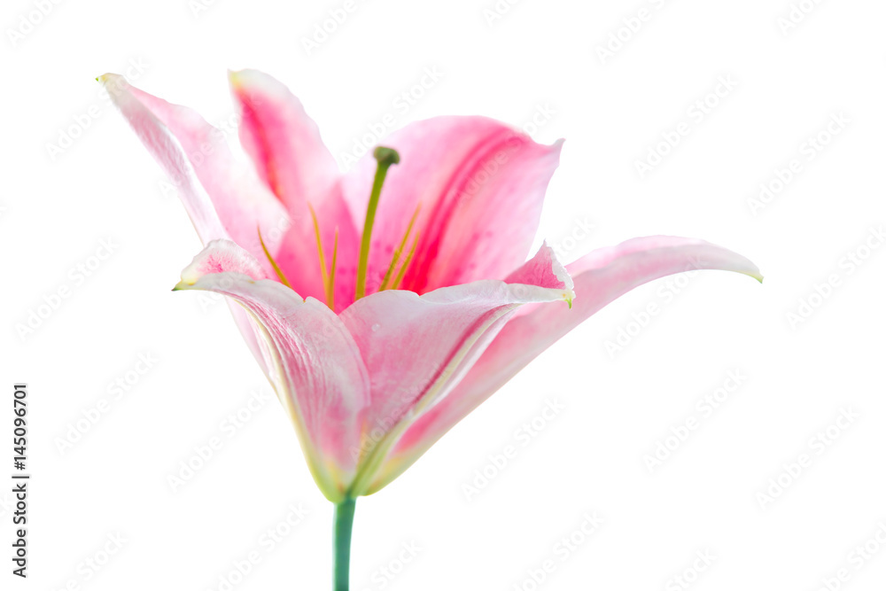 Pink lily flower bouquet isolated on white background