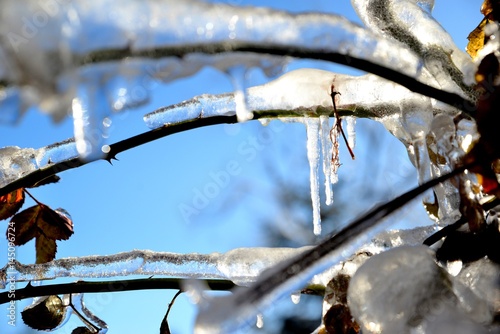 Obraz na płótnie shrub branches bending under the weight of ice w salonie
