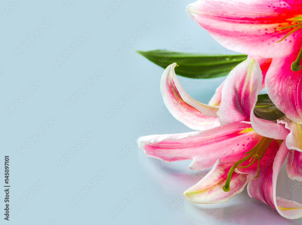 Pink lily flower background