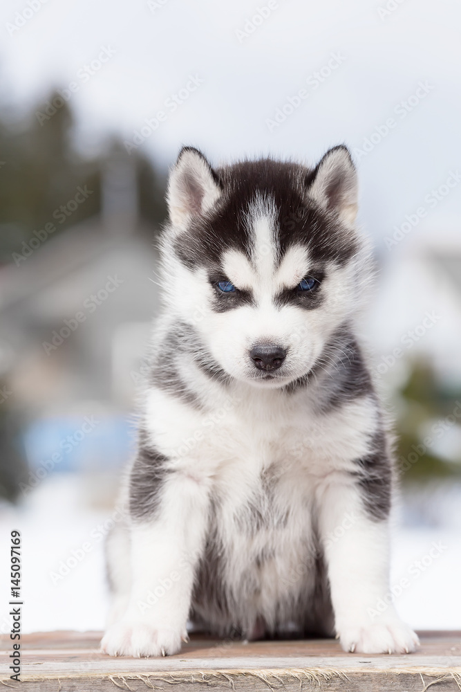 Serious Husky puppy. Vertical portrait.