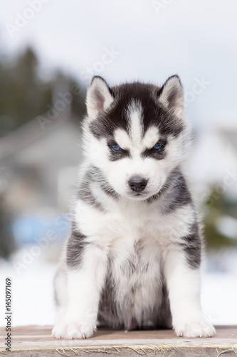 Serious Husky puppy. Vertical portrait. © hayoshka