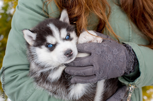 small blue-eyed hussy puppy in the hands of a girl.
