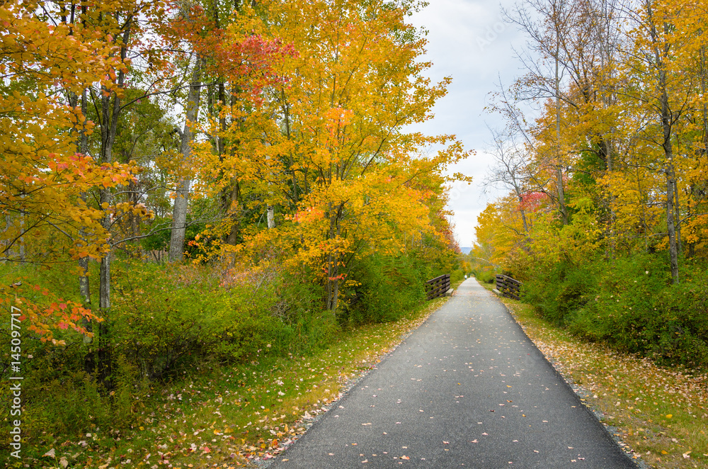Narrow Straight Paved Path line with Trees on an Autumn Day. Fall Foliage.