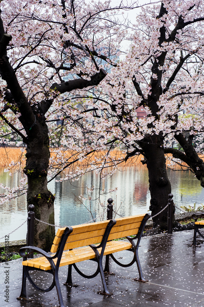 Wooden chair under Sakura tree in the park