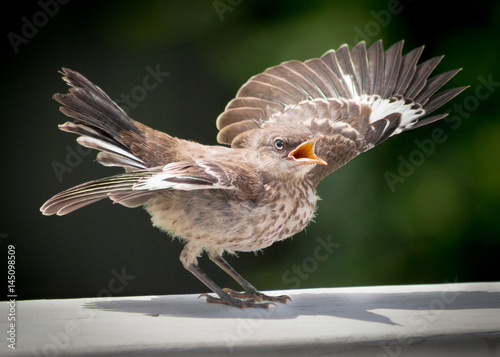 Young Mocking bird. photo