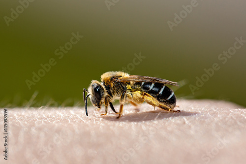 Bee sits on human skin. Green background. Close-up.