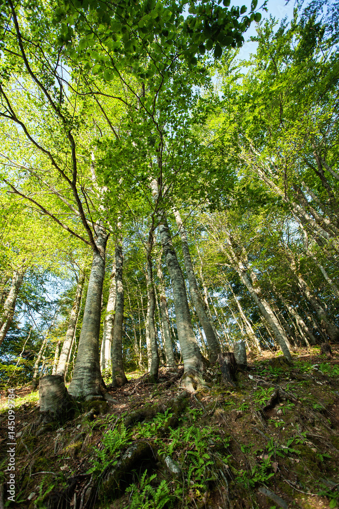 Oak forest in high mountains at high slope; low angle view, wide angle lens; Oak forest in high mountains at high slope; low angle view, wide angle lens;