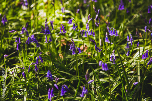 Bluebells Close up 