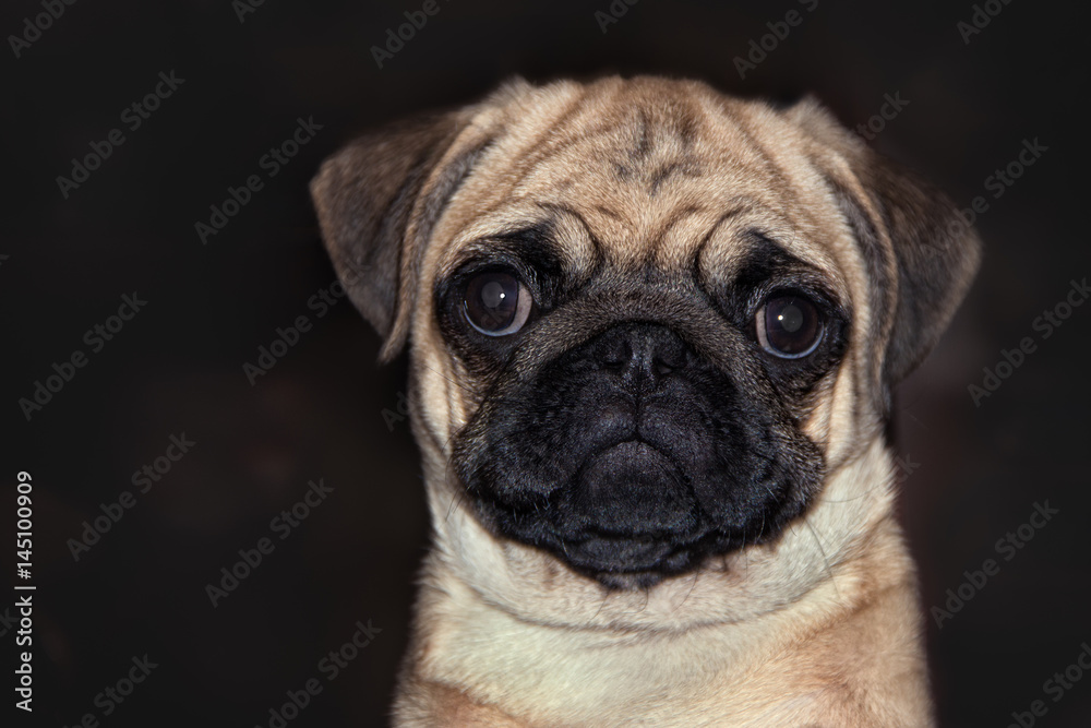 Pug young dog portrait on dark brown background