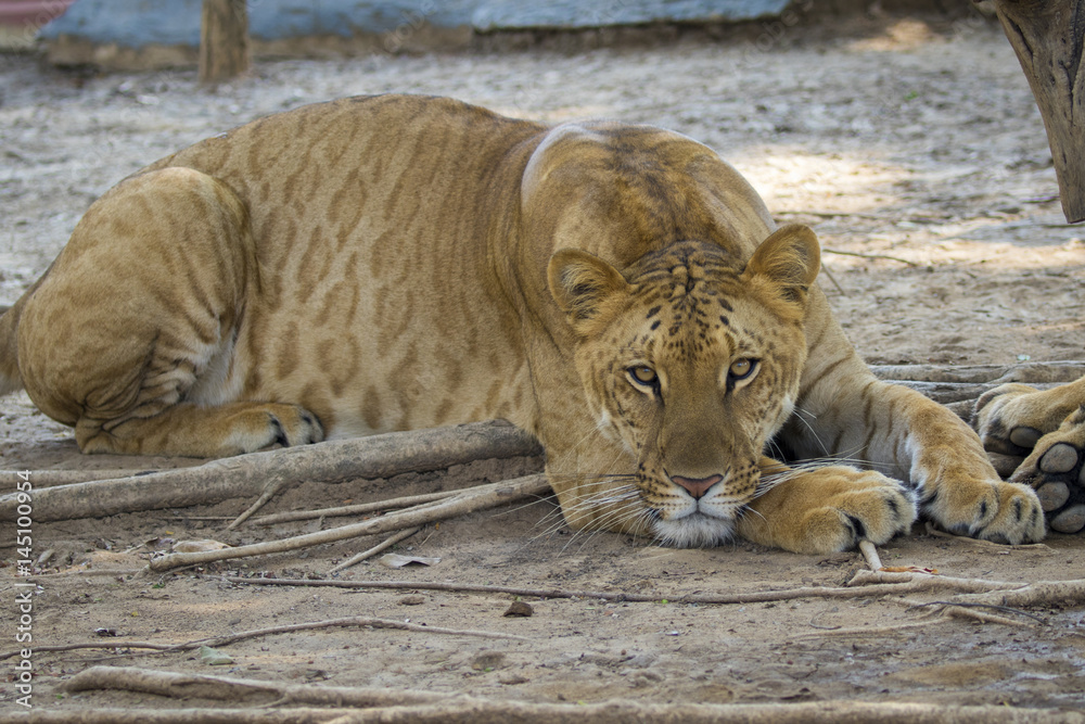Obraz premium Image of a liger on nature background. Wild Animals.