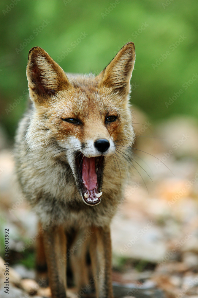 Fototapeta premium Fuchs im Nationalpark der Maremma