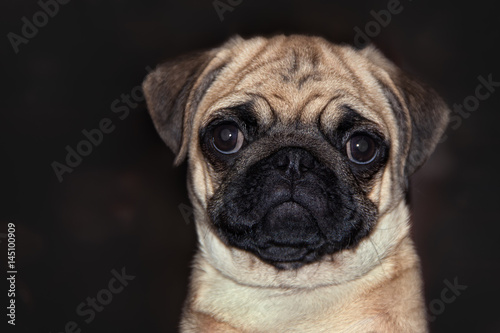 Pug young dog portrait on dark brown background