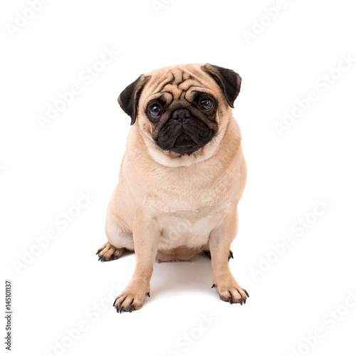 Pug Dog Sitting  Isolated on a White Background