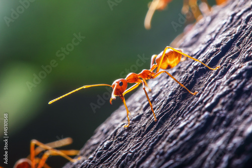 Red ant walk on a tree