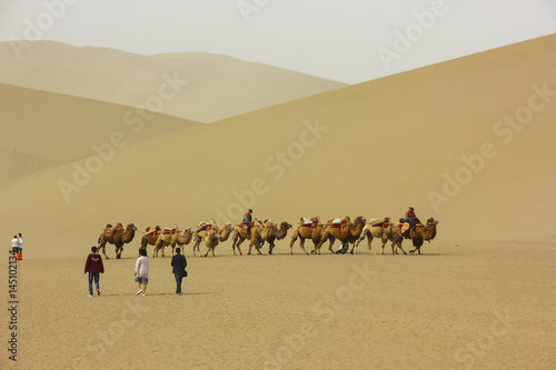 Caravan of camels in the desert. Dunhuang, China, Gansu province