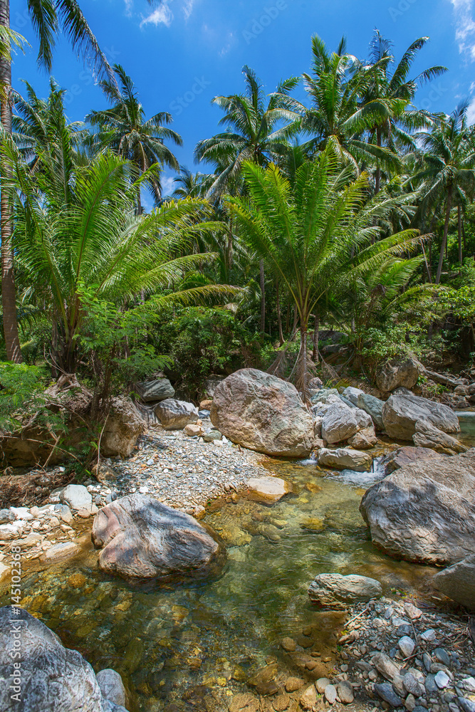 Jungle forest view,Philippines area