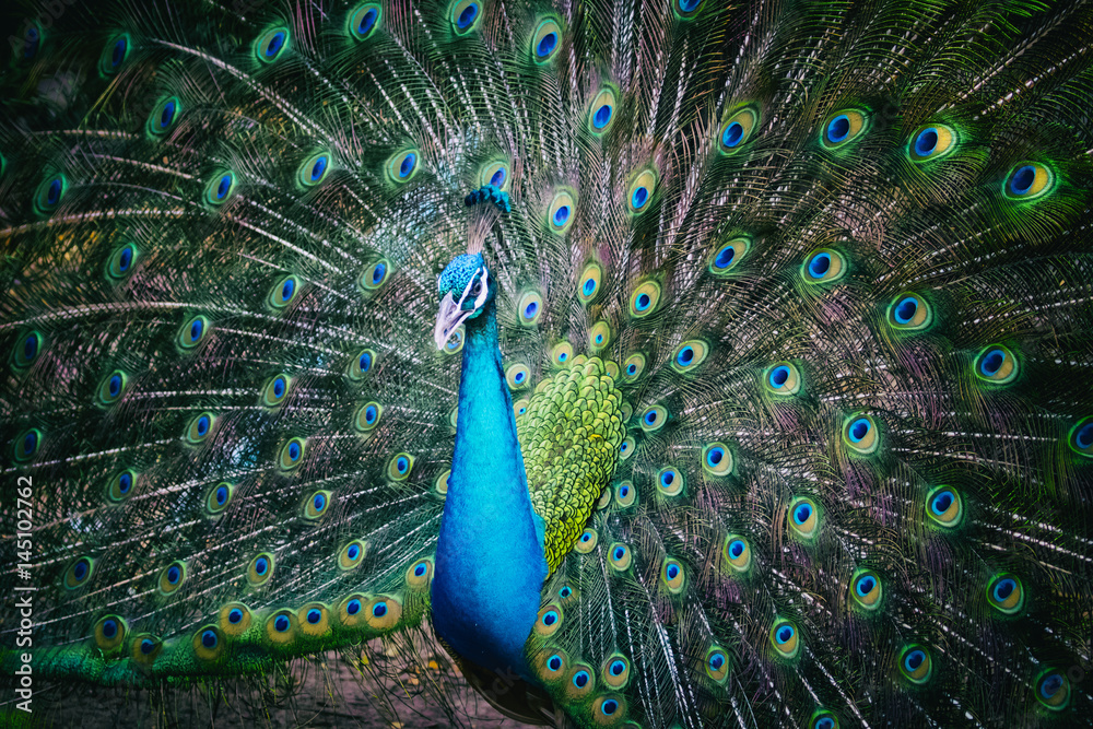 Obraz premium Image of a peacock showing its beautiful feathers. wild animals.