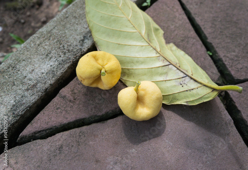 Yellow Artocarpus Lacucha Roxb, Herbal plant photo