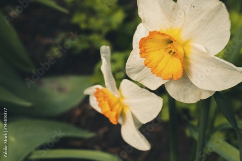 Fototapeta Naklejka Na Ścianę i Meble -  White narcissus in the garden in springtime. Macro shot.
