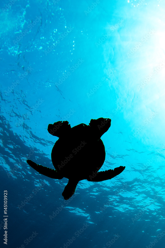 Fotografie Seattle in Hawaii