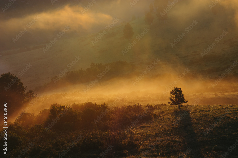A lonely tree on hilly mountains. Morning mist on the Altai. Charming A lonely tree on hilly mountains. Morning mist on the Altai. Charming