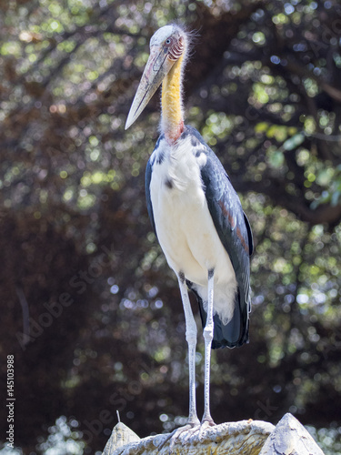 Image of a Lesser adjutant stork. wild animals. photo