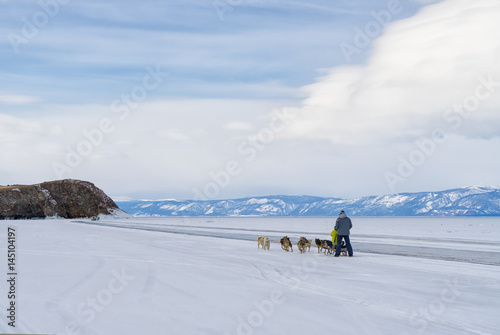 Dog sledging in frozen Baikal lake in winter, running dogs, Baikal, Russia