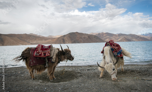  Himalayan Yak, Pangong Lake, Ladakh, India