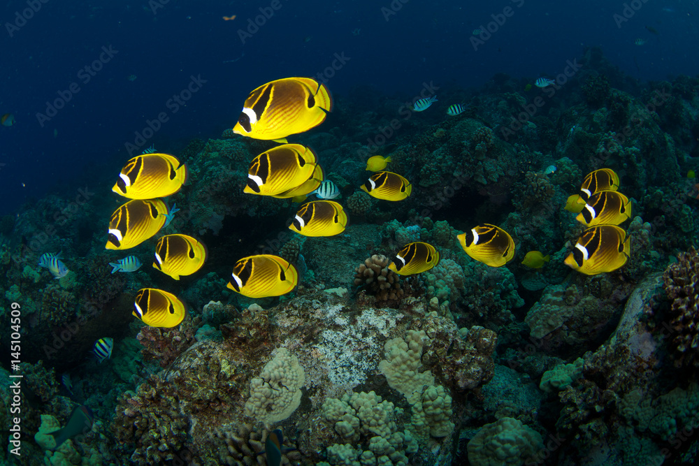 Fotografie Raccoon butterfly fish in Hawaii