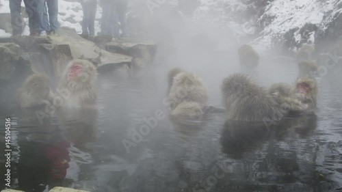 The Japanese Macaque (Snow) Monkeys enjoying a bath in the Onsen of Jigokudani Yaenkoen  photo