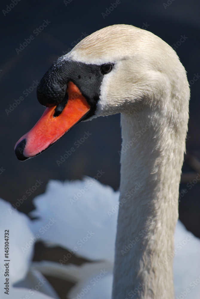 Fototapeta premium swan close up