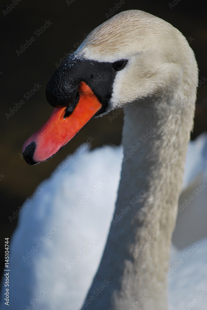 Fototapeta premium swan close up