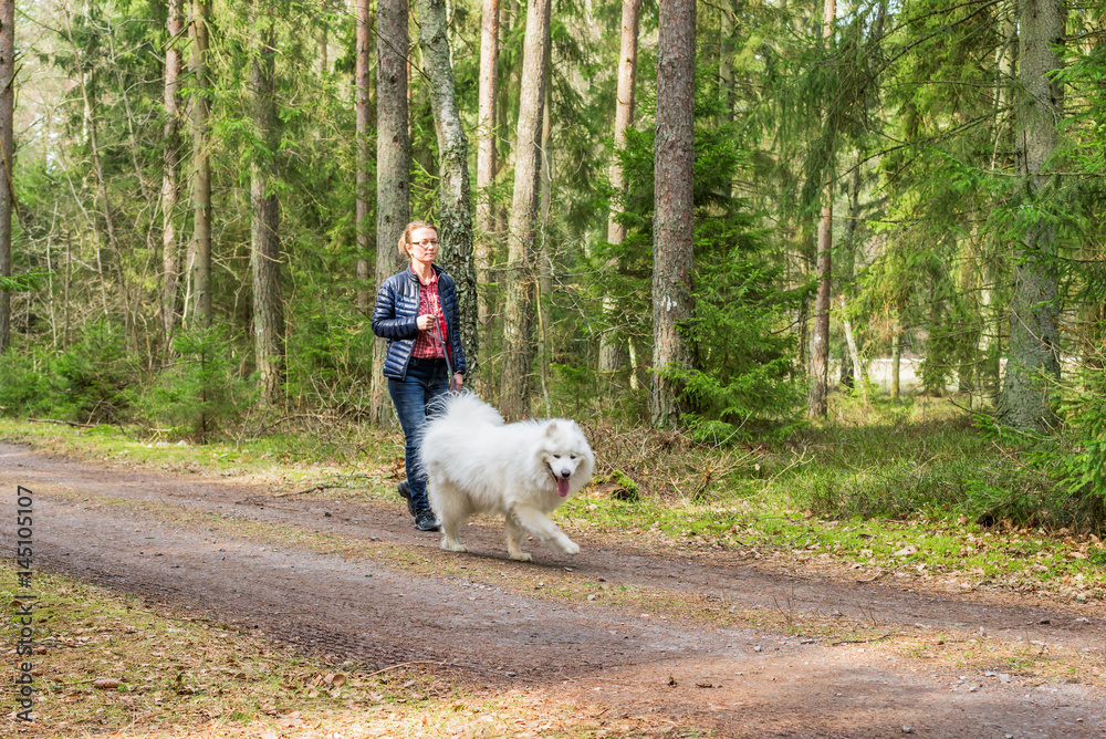 Female handler walking her Samoyed dog on a country road in the forest. Female handler walking her Samoyed dog on a country road in the forest.