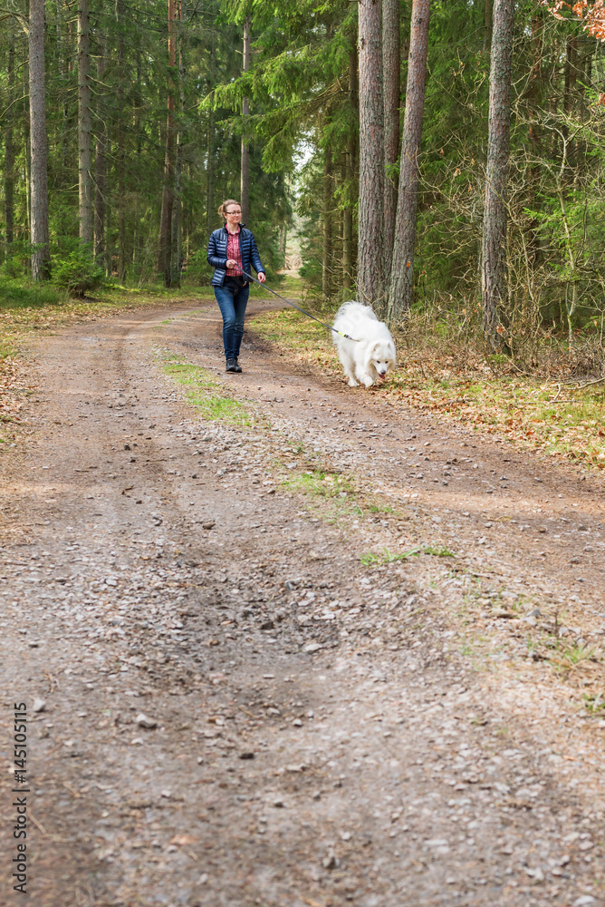 Fototapeta premium Female handler walking her Samoyed dog on a country road in the forest.