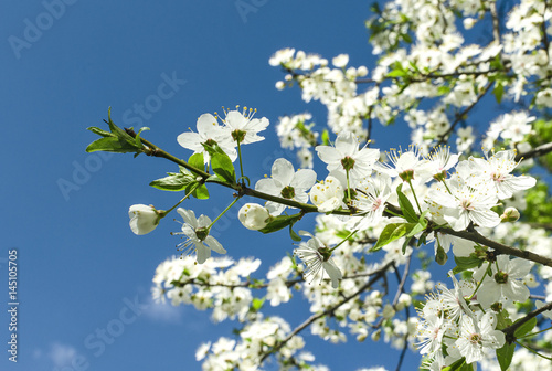 Flowers and leaves cherry on a blue sky background
