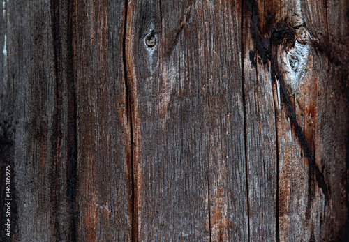 fragment of an old tree bark covered