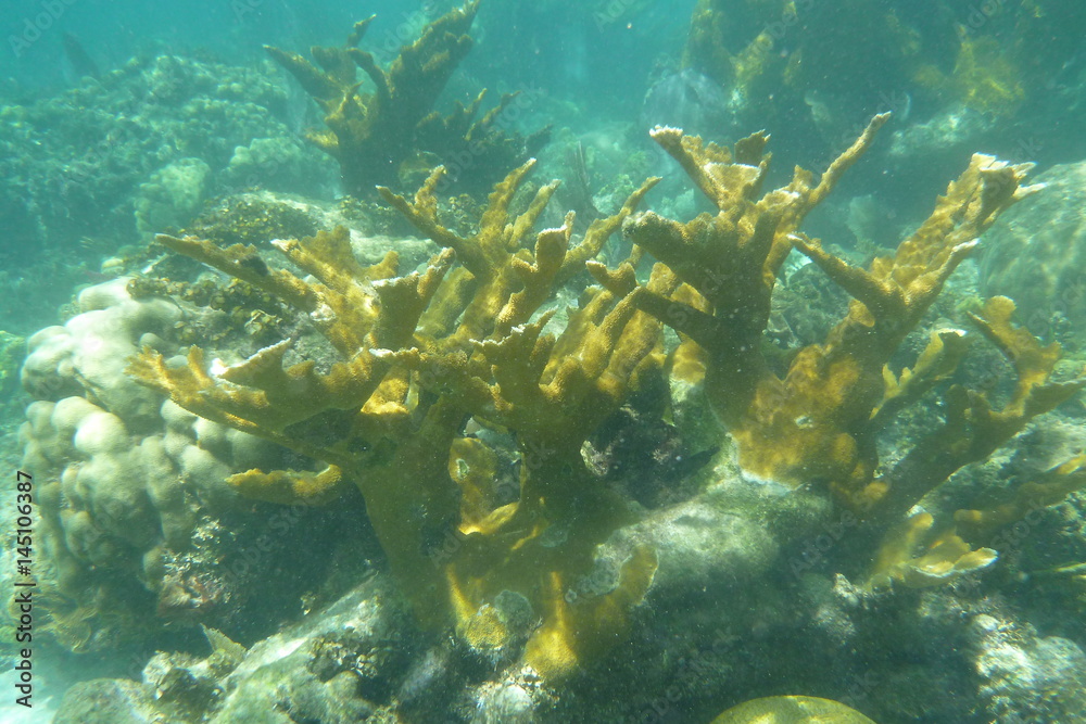 Naklejka premium Beautiful coral