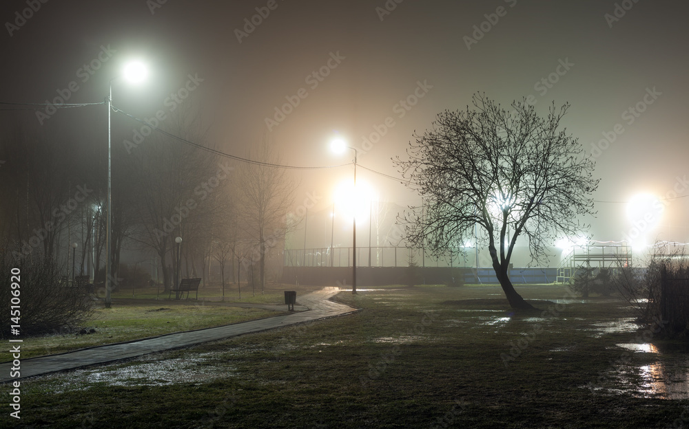 Silhouette of a tree without foliage against a background of fog in an urban park