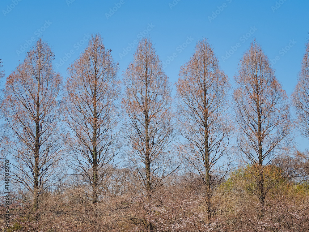 Row of trees in early spring against blue sky, Osaka Japan Row of trees in early spring against blue sky, Osaka Japan