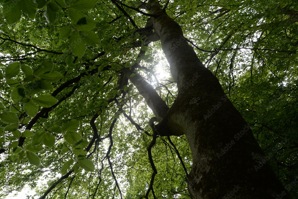 Fototapeta premium Wald