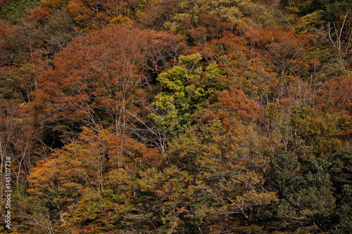 Mountain's autumn leaves