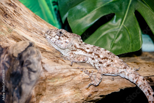 agama lizard sitting on a tree branch