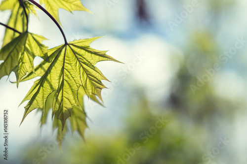 Spring background art young maple leaves. Beautiful young maple leaves in backlight on blue sky background at springtime. Sunny day. Shallow depth of field.