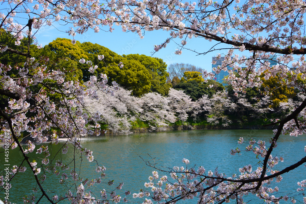 Cherry tree branches with white flower blossoms frame a spring scene at the Chidorigafuchi Moat in Tokyo, Japan Cherry tree branches with white flower blossoms frame a spring scene at the Chidorigafuchi Moat in Tokyo, Japan