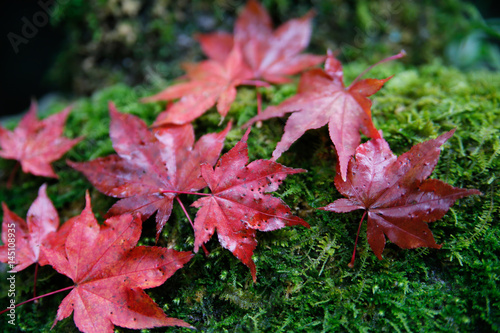 Autumn leaves and moss