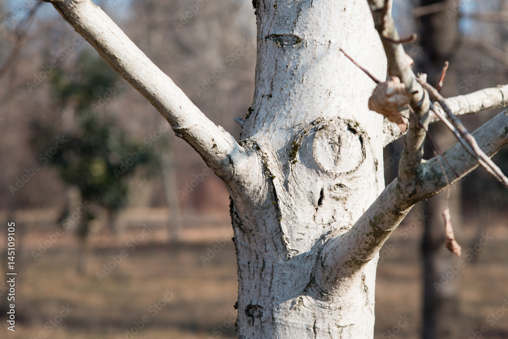 The trees tell. Bark in winter version.