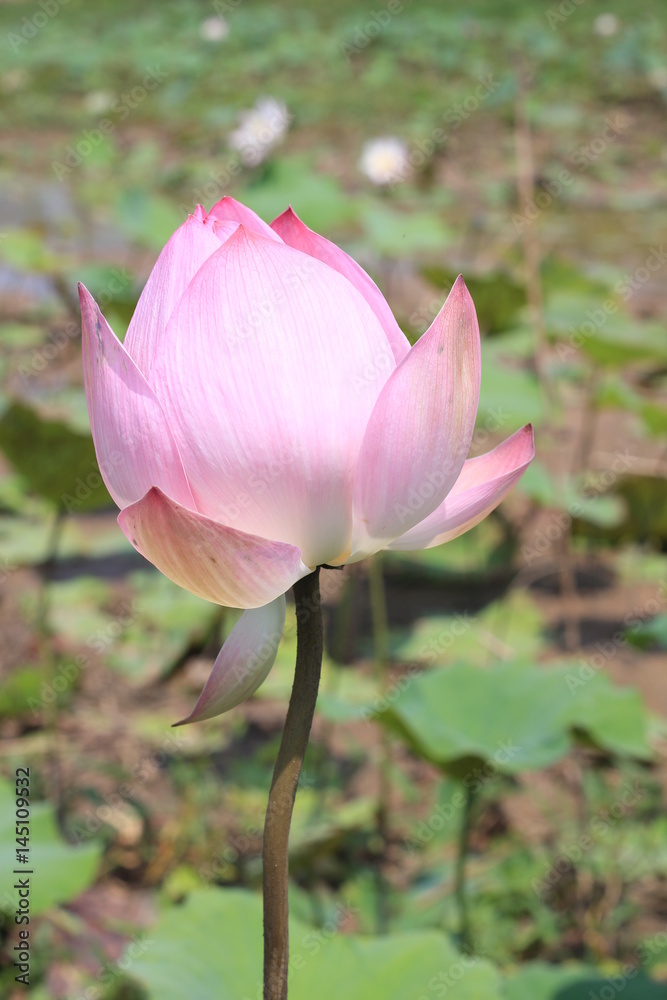 Fototapeta premium Lotus flower